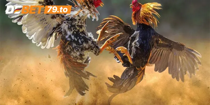 Luật chơi đá gà Debet