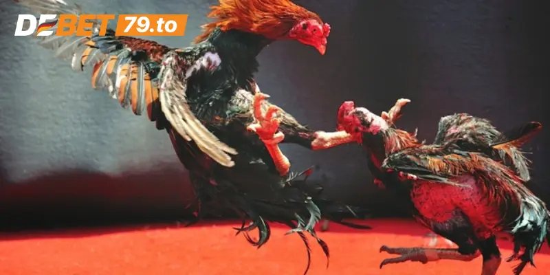 Tìm hiểu đá gà Thomo là gì?